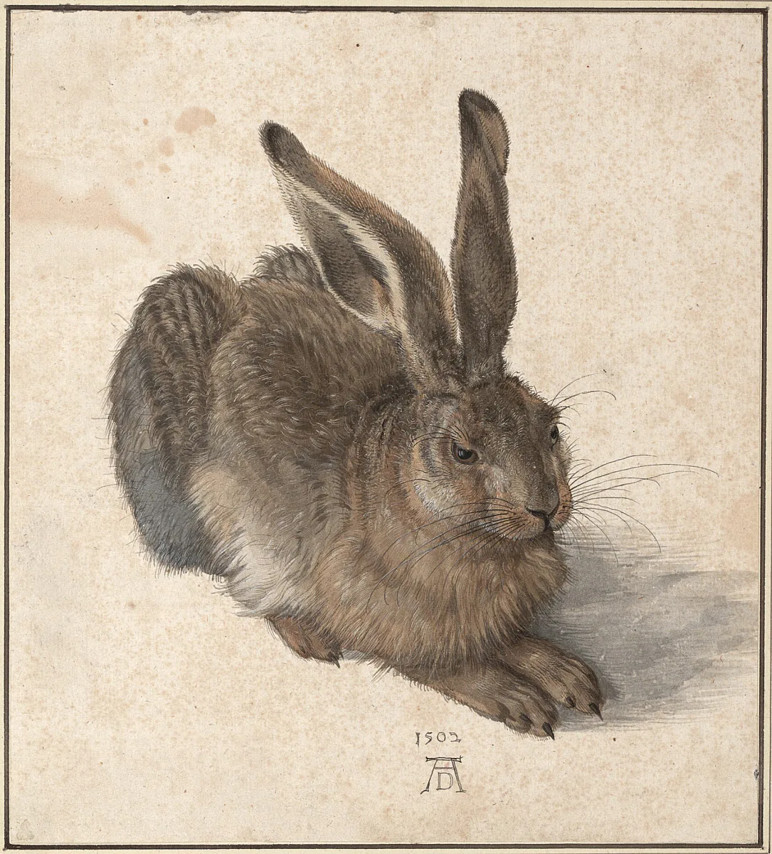 young-hare